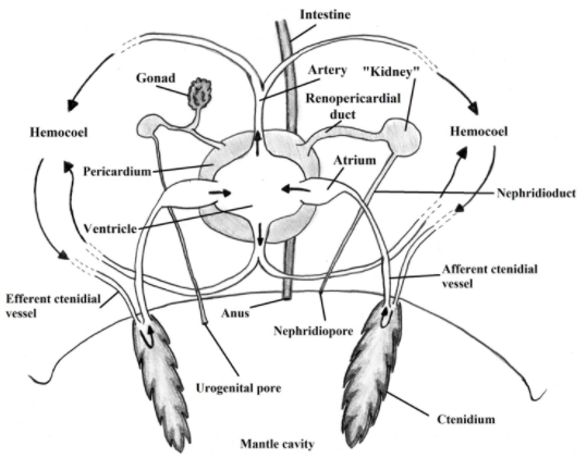 figure image